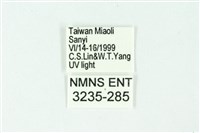 三條橙燈蛾藏品圖，第3張