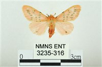 三條橙燈蛾藏品圖，第1張