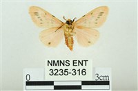 三條橙燈蛾藏品圖，第2張