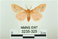 三條橙燈蛾藏品圖，第1張