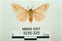 三條橙燈蛾藏品圖，第2張