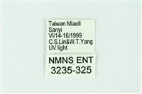 三條橙燈蛾藏品圖，第3張