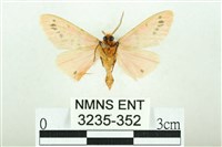 三條橙燈蛾藏品圖，第2張