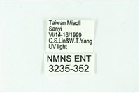 三條橙燈蛾藏品圖，第3張