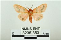 三條橙燈蛾藏品圖，第1張