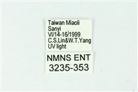 三條橙燈蛾藏品圖，第3張