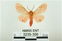 三條橙燈蛾藏品圖，第1張