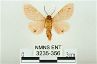 三條橙燈蛾藏品圖，第2張