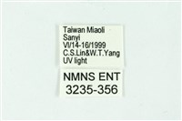 三條橙燈蛾藏品圖，第3張