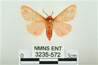 三條橙燈蛾藏品圖，第1張