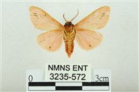 三條橙燈蛾藏品圖，第2張