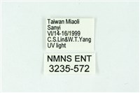 三條橙燈蛾藏品圖，第3張