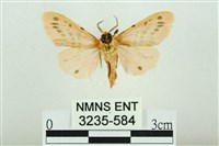 三條橙燈蛾藏品圖，第2張