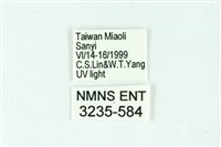 三條橙燈蛾藏品圖，第3張