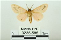 三條橙燈蛾藏品圖，第2張