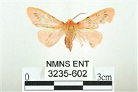 三條橙燈蛾藏品圖，第1張