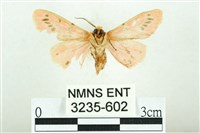 三條橙燈蛾藏品圖，第2張