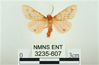 三條橙燈蛾藏品圖，第1張