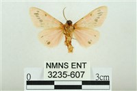 三條橙燈蛾藏品圖，第2張