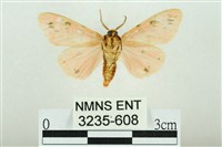 三條橙燈蛾藏品圖，第2張