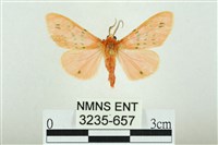 三條橙燈蛾藏品圖，第1張