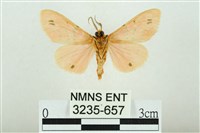 三條橙燈蛾藏品圖，第2張