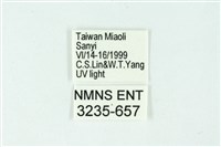 三條橙燈蛾藏品圖，第3張