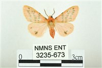 三條橙燈蛾藏品圖，第1張