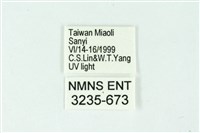 三條橙燈蛾藏品圖，第3張