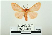 三條橙燈蛾藏品圖，第1張