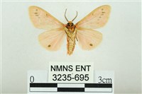 三條橙燈蛾藏品圖，第2張