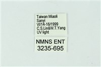 三條橙燈蛾藏品圖，第3張