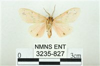 三條橙燈蛾藏品圖，第2張