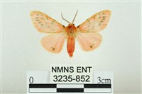 三條橙燈蛾藏品圖，第1張