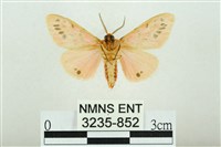 三條橙燈蛾藏品圖，第2張