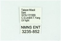 三條橙燈蛾藏品圖，第3張