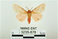 三條橙燈蛾藏品圖，第1張