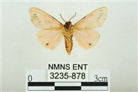 三條橙燈蛾藏品圖，第2張