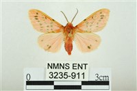 三條橙燈蛾藏品圖，第1張