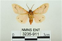 三條橙燈蛾藏品圖，第2張