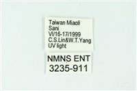 三條橙燈蛾藏品圖，第3張