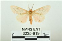 三條橙燈蛾藏品圖，第1張