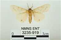 三條橙燈蛾藏品圖，第2張