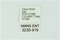 三條橙燈蛾藏品圖，第3張