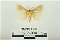 黑翅黃毒蛾藏品圖，第2張