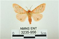 三條橙燈蛾藏品圖，第1張