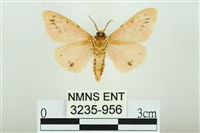 三條橙燈蛾藏品圖，第2張