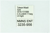 三條橙燈蛾藏品圖，第3張