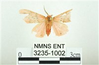 三條橙燈蛾藏品圖，第1張