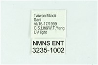 三條橙燈蛾藏品圖，第3張